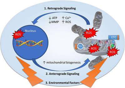 The Role of Mitonuclear Incompatibility in Bipolar Disorder Susceptibility and Resilience Against Environmental Stressors